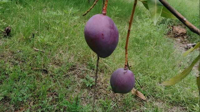 Mango Miyazaki japonés