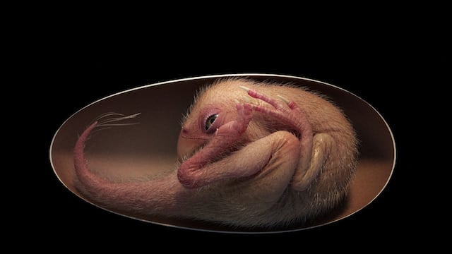 Embrión de dinosaurio