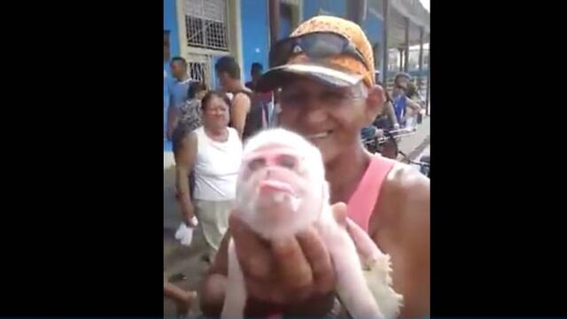 Cerdo mono.