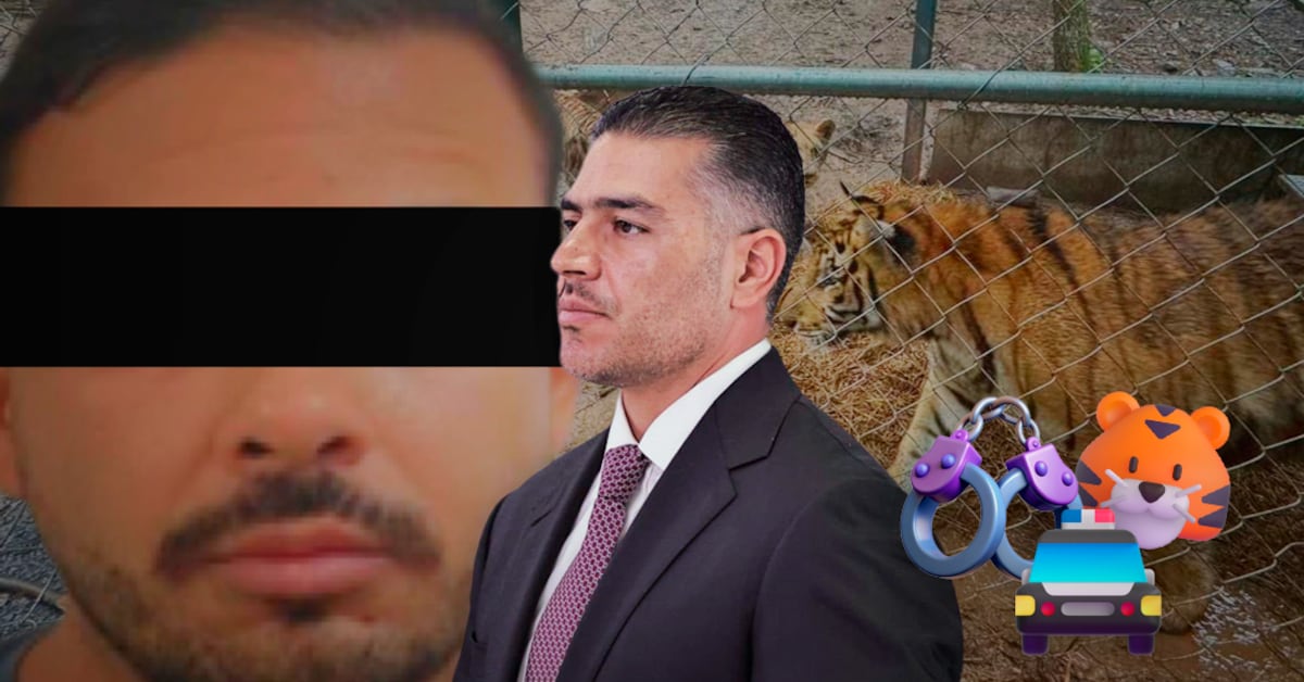 Harfuch informa captura de líder del Cártel del Noroeste y decomiso de 7 tigres
