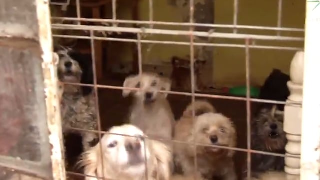 Abandonan animales que fueron regalos navideños.