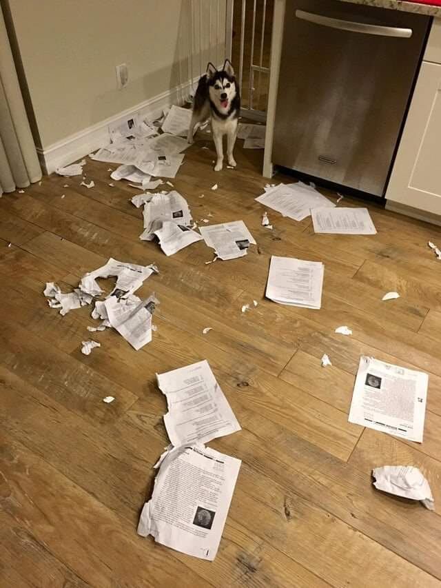 Profesor exhibió a su perro por comerse la tarea de sus alumnos