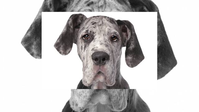 El cerebro de los perros elabora el lenguaje humano de manera muy similar a como lo hacemos nosotros.