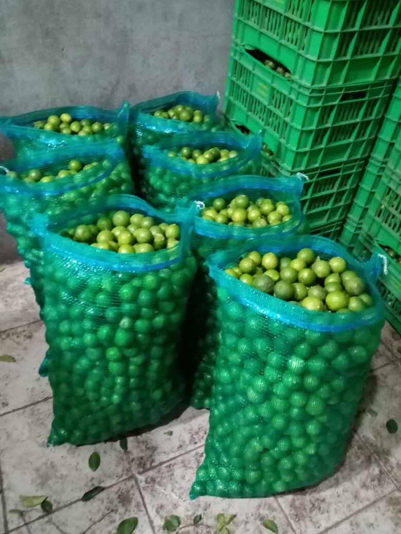 6 de 7 productores de limón en Michoacán operan con normalidad