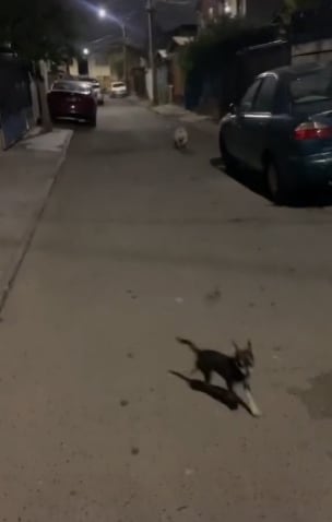 Perritos corriendo