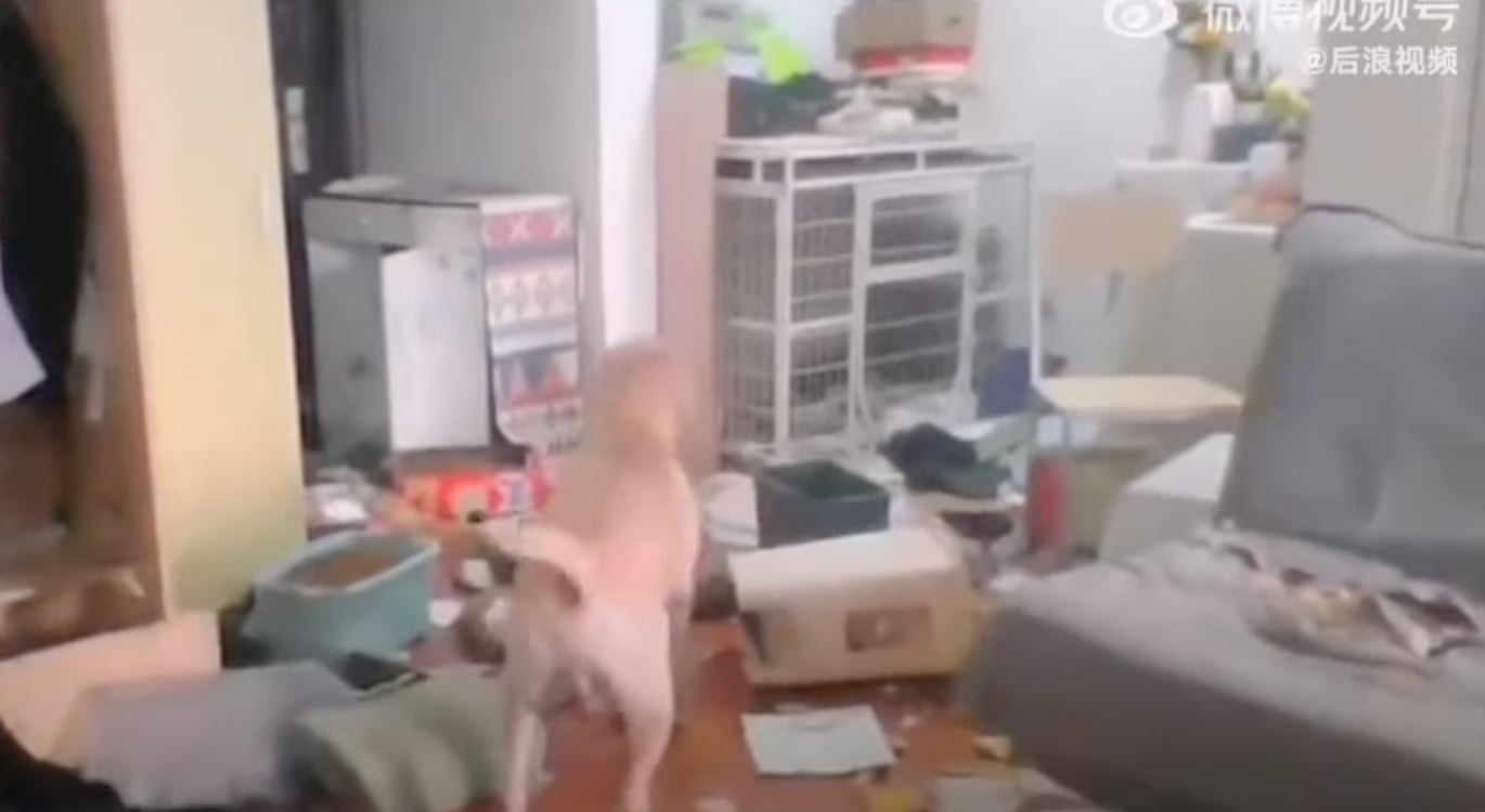 Perro destruyendo la casa