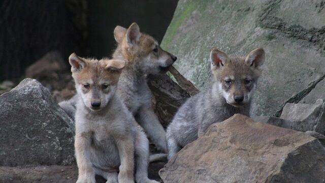 Cachorros de lobo mexicano nacen en el Zoológico de Chapultepec