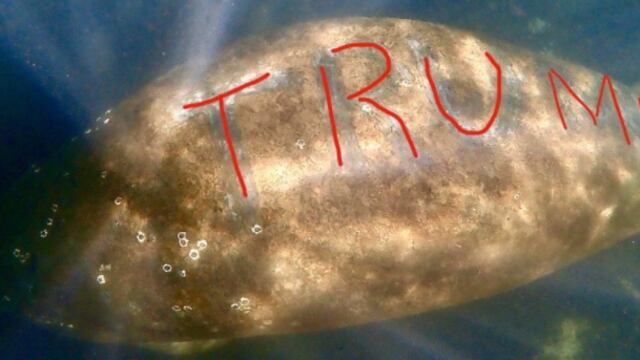 "Trump" en espalda de Manatí