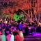 Picnic nocturno en el Bosque de Chapultepec: Todo lo que debes saber