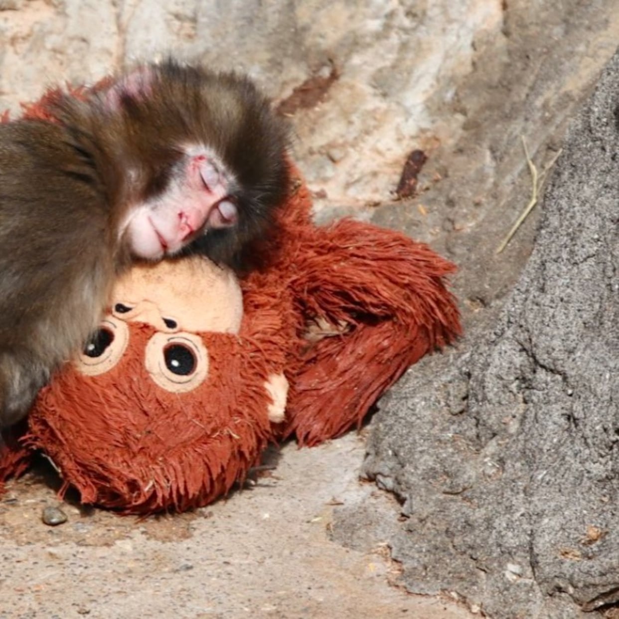 Zoológico de Ichikawa aclara video del mono Punch agredido