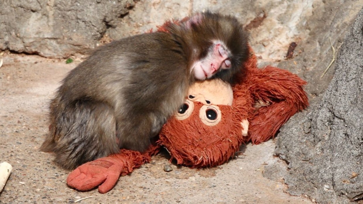 Zoológico de Ichikawa aclara video del mono Punch agredido