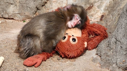 Zoológico de Ichikawa aclara video del mono Punch agredido