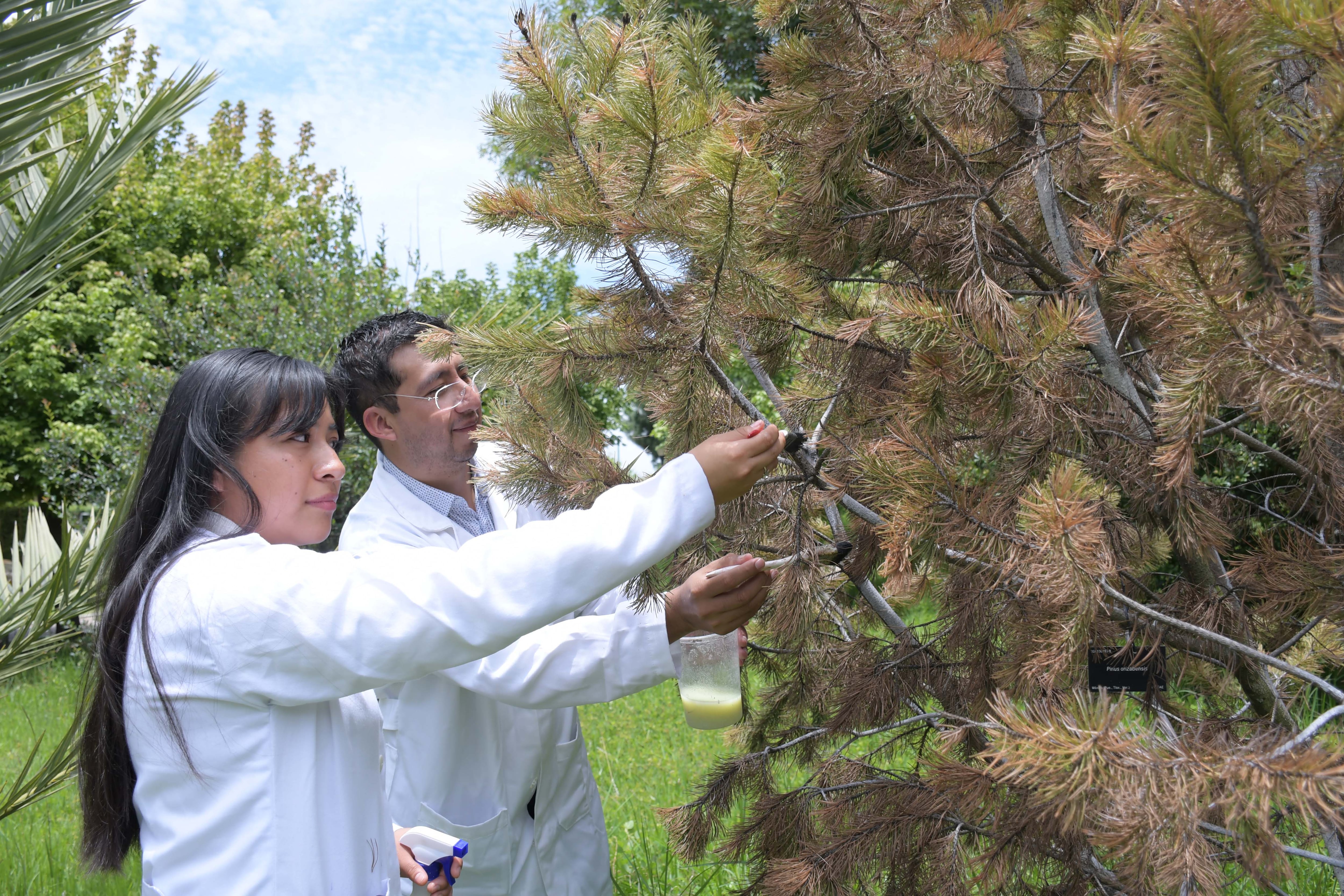 BUAP crea "vacuna" con nanomateriales que elimina 90% de plagas en pinos y encinos.