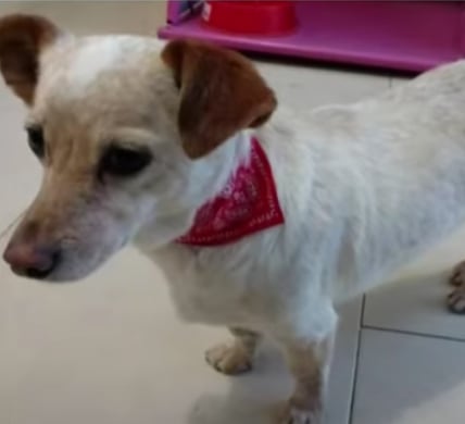 Porota, perrita bombera