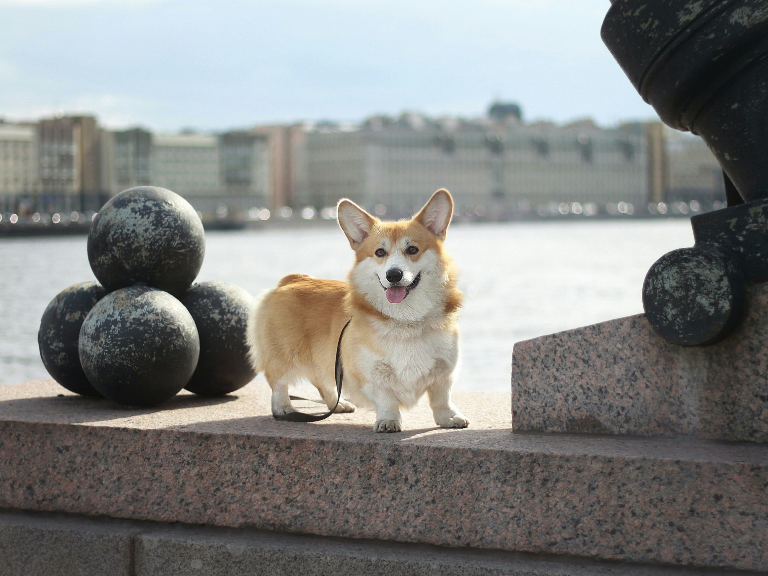 Corgi