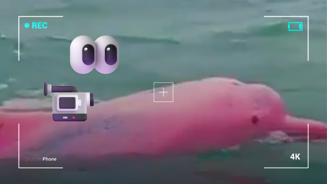 Video de un delfín rosa en Omán se vuelve viral: ¿es real?