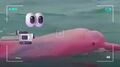 Video de un delfín rosa en Omán se vuelve viral: ¿es real?