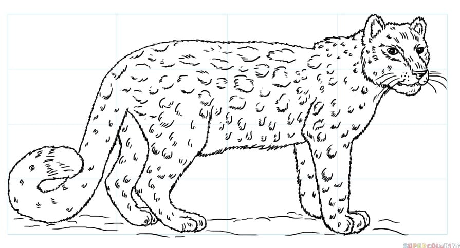 Dibujo Día Internacional del leopardo de la nieve