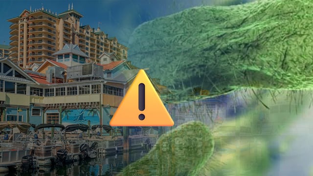 Florida confirmó la primera muerte por Vibrio vulnificus en 2026 y acumula 12 infecciones por la llamada bacteria carnívora