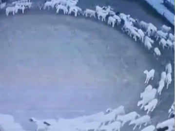 Animales caminando en círculo