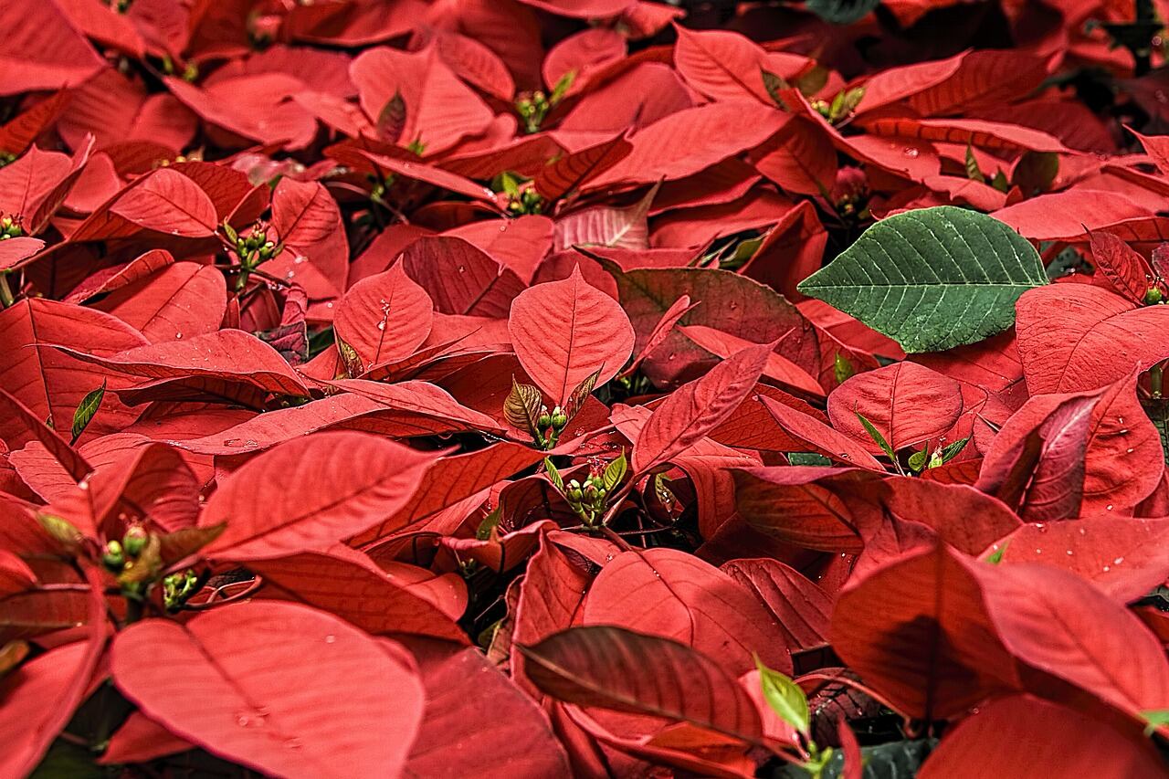 Flor de nochebuena