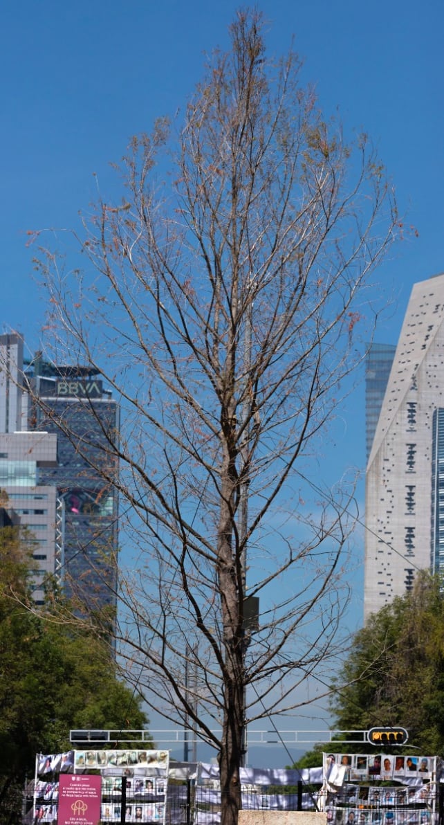 Ahuehuete de Paseo de la Reforma