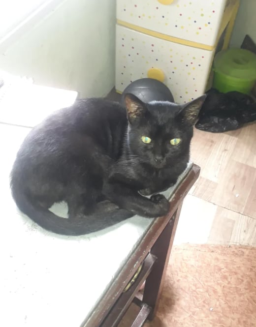 El gato 'Raven'