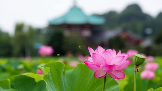 A orilla del estanque donde florecen los lotos