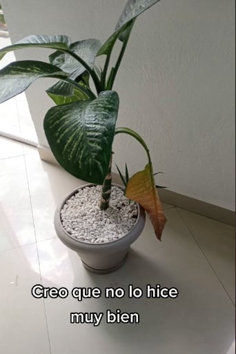 Encarga sus plantas y las terminan matando