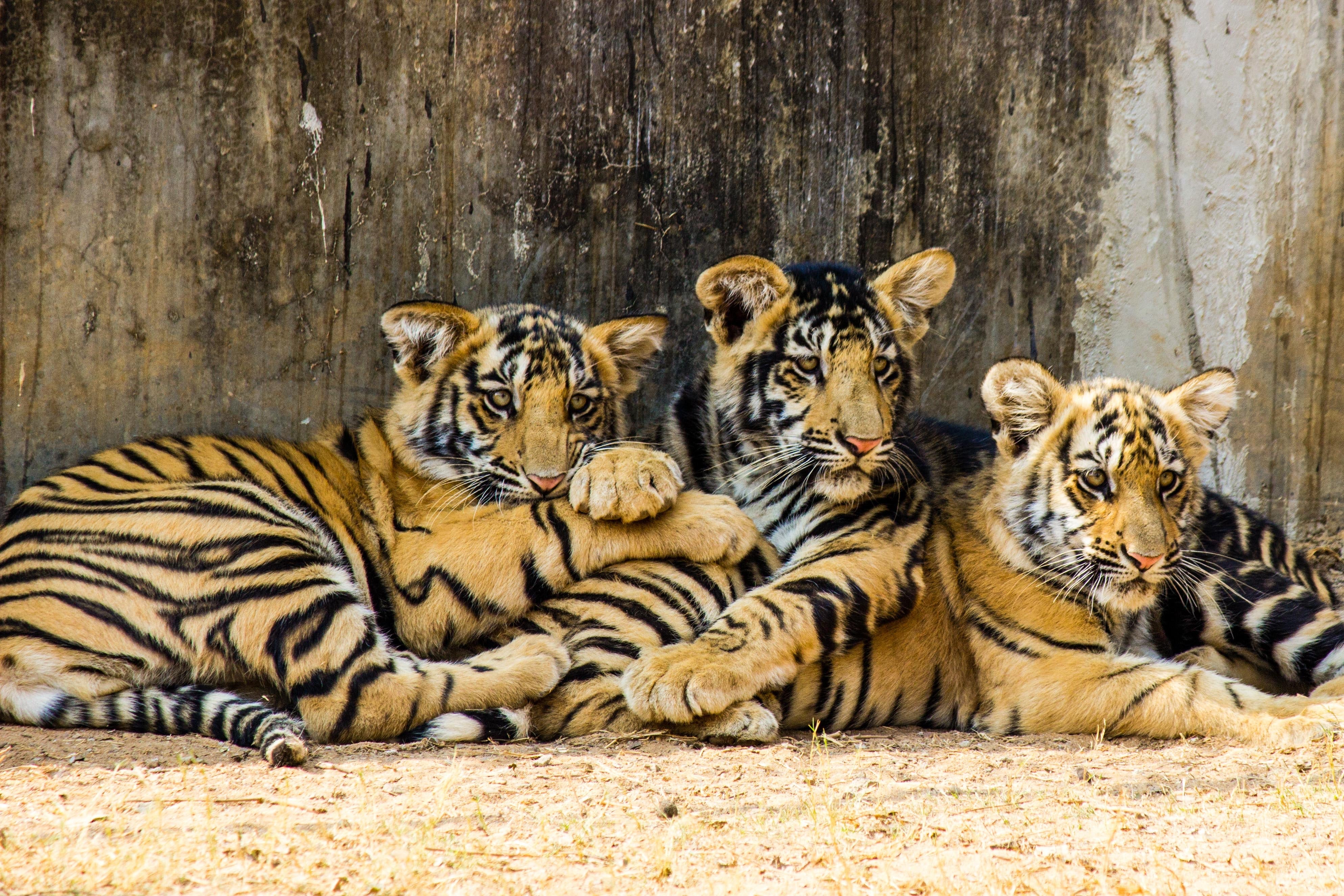 Cachorros de tigre
