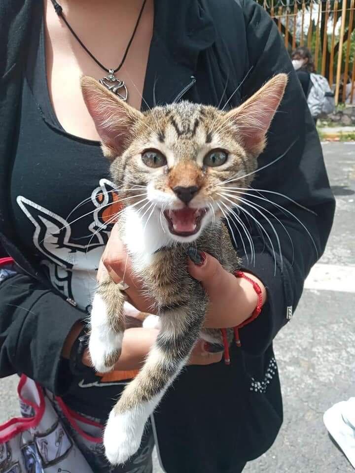 Gatito Haru