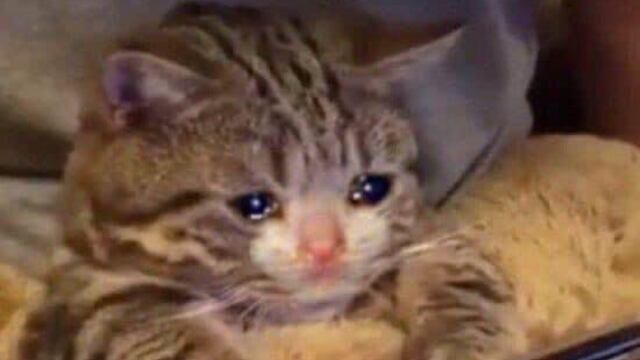 Los memes del Día de San Valentín