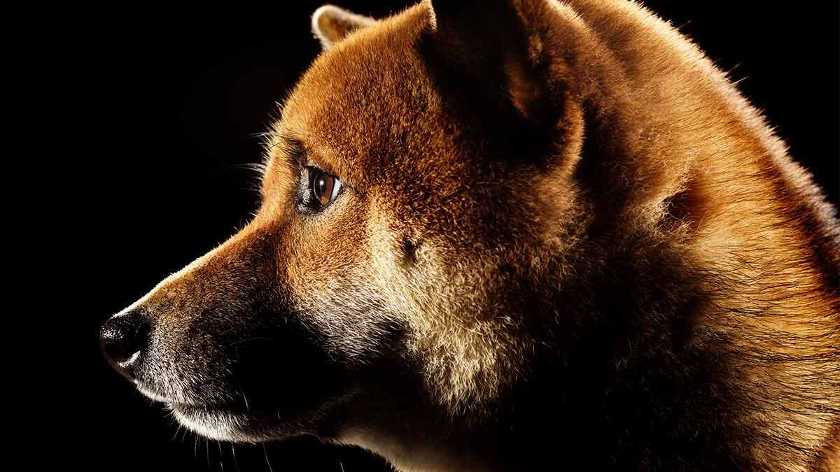 Ley Maple CDMX: Claves para entender la iniciativa contra el maltrato animal