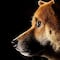 Ley Maple CDMX: Claves para entender la iniciativa contra el maltrato animal