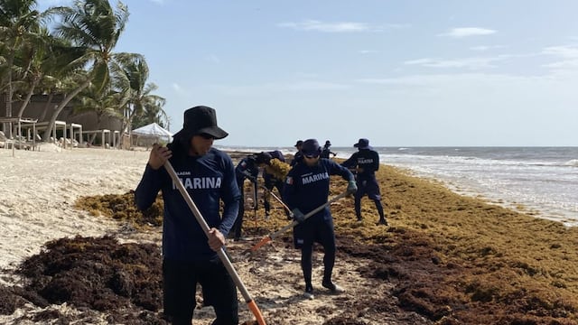 Arribo de sargazo en las playas de Tulum