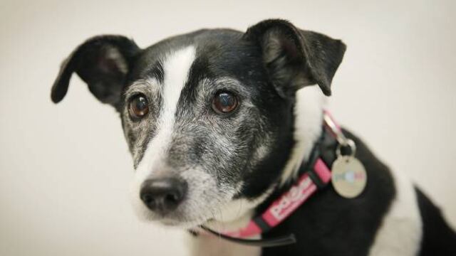A pesar de que su dueña no fumaba cerca de él, este can enfermó por el tabaco.