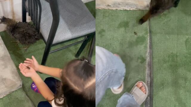 VIDEO: Quería presentarle su grillo mascota a un pollo, pero el final trágico todo TikTok lo anticipó