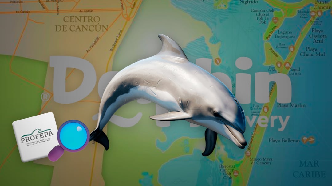 Profepa busca reubicar a nueve delfines de Dolphin Discovery en Cancún