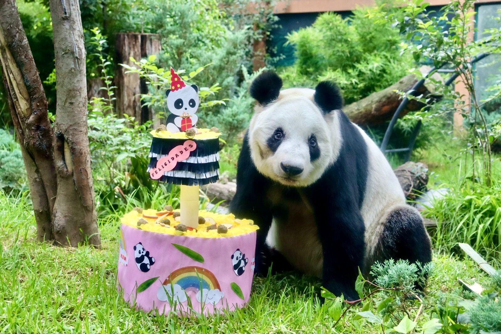 Xin Xin celebra 34 años de vida en Chapultepec