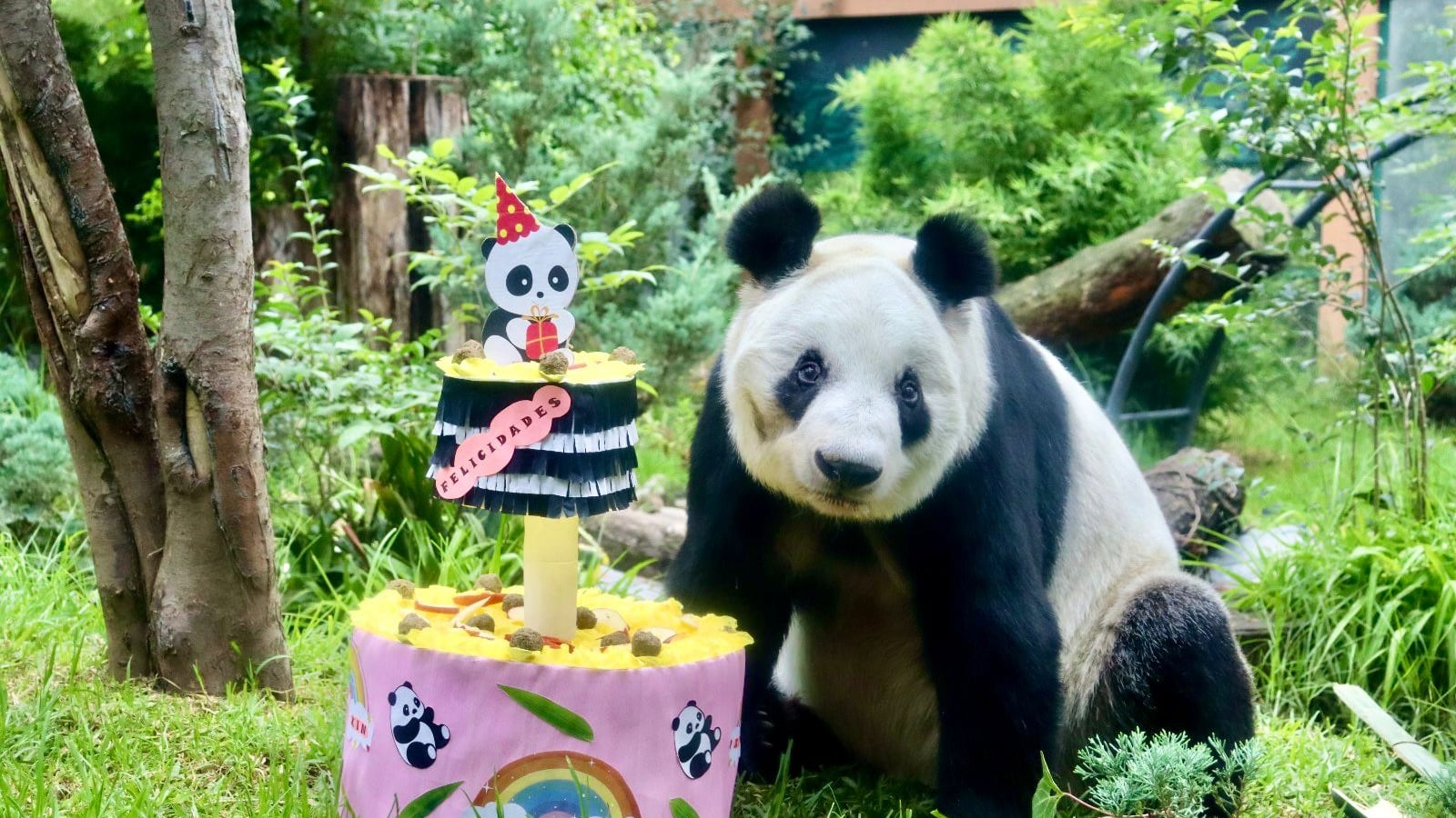 ¿Quién es Xin Xin? Todo sobre la panda gigante de Chapultepec que celebra 34 años