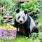 ¿Quién es Xin Xin? Todo sobre la panda gigante de Chapultepec que celebra 34 años
