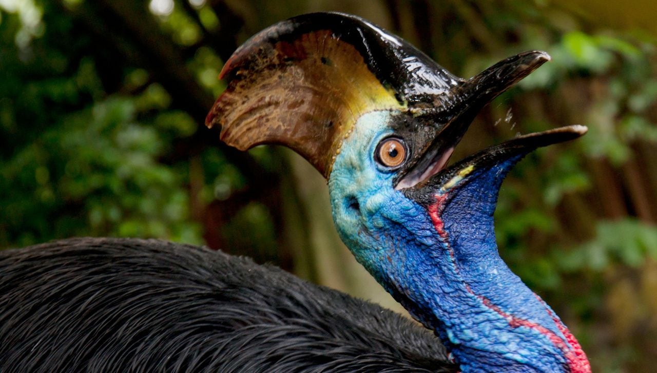 ¿Kevin de Up! es un casuario? Hoy 26 de septiembre celebramos a el ave con apariencia de dinosaurio