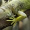 ¿Lluvia de iguanas en Tamaulipas? Esto les pasa con el frío