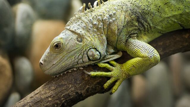 Iguanas en Tamaulipas caen de los árboles por las bajas temperaturas