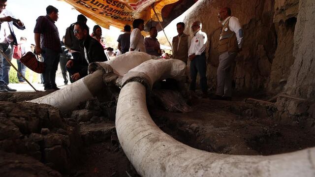 Restos de mamut