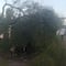 ¿Qué pasó en la Calzada Ignacio Zaragoza? Se cayó un árbol y ya hay afectación vial