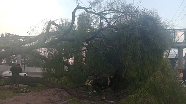 ¿Qué pasó en la Calzada Ignacio Zaragoza? Se cayó un árbol y ya hay afectación vial