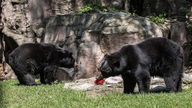 Osos negros en el zoológico