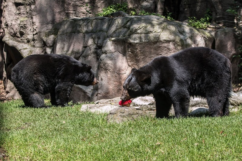 Osos negros en el zoológico