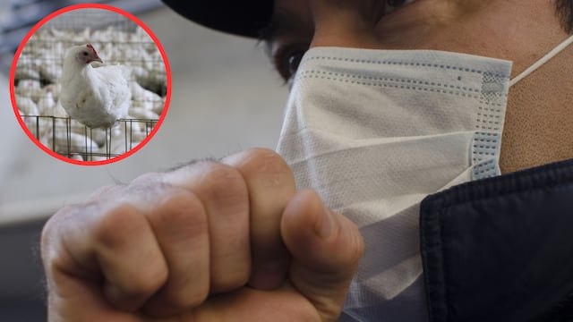 ¿Qué es la gripe aviar H3N8 y cuáles son sus síntomas?